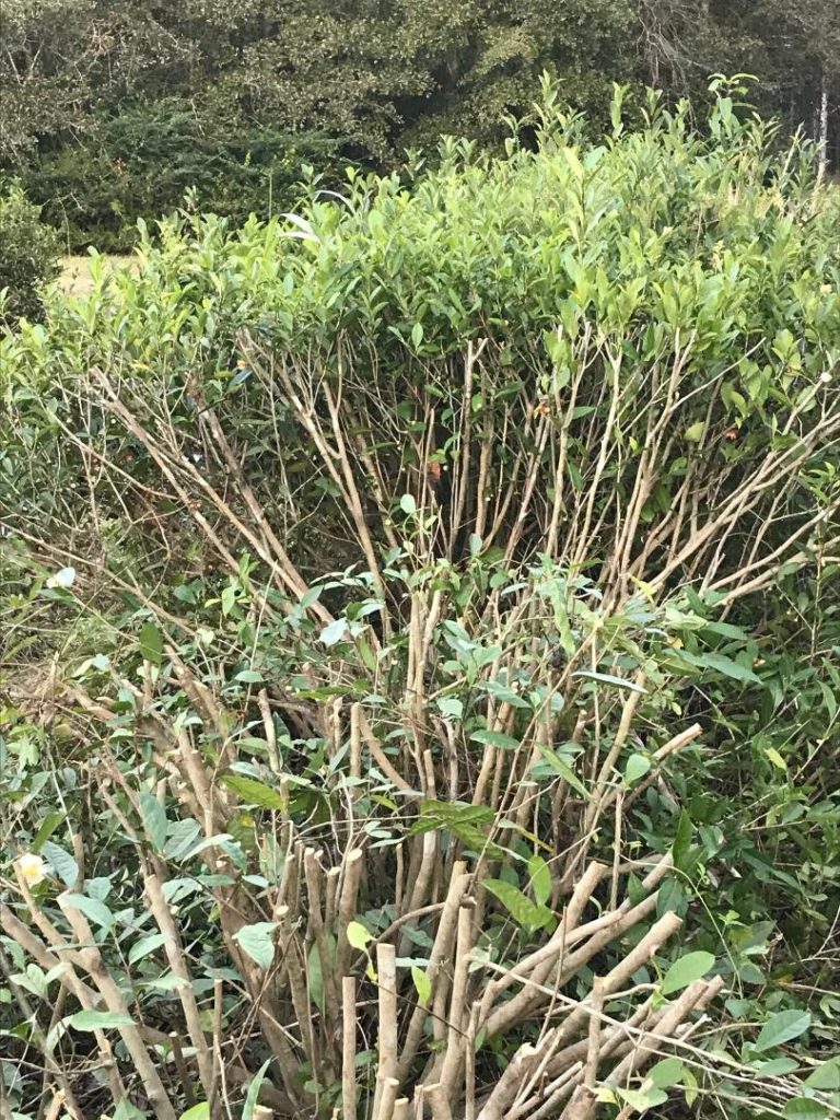 Photos of the Tea Pruning Fairhope Tea Plantation