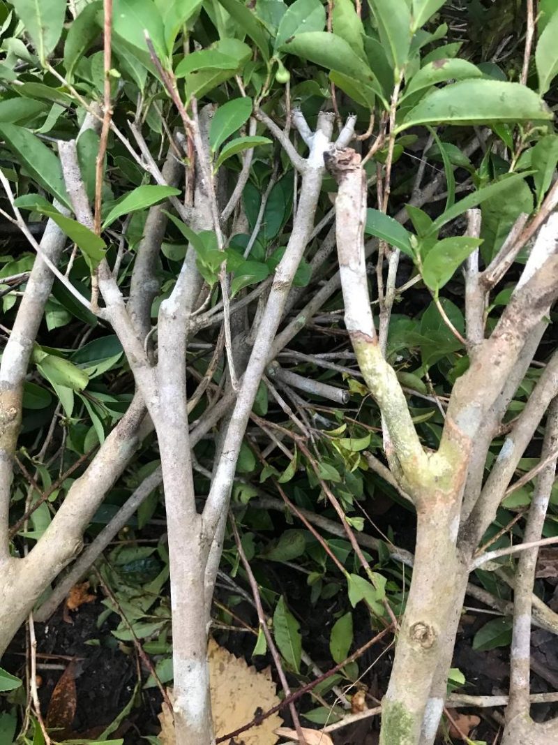 Photos of the Tea Pruning Fairhope Tea Plantation