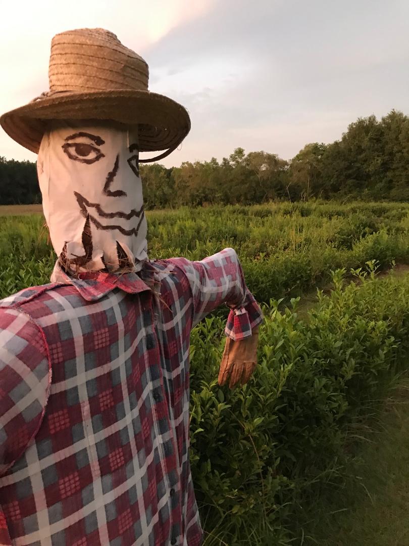 Scarecrow looks like Donnie!